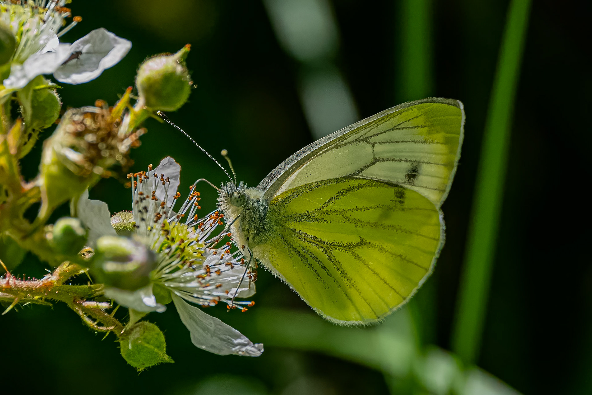 Grønåret kålsommerfugl