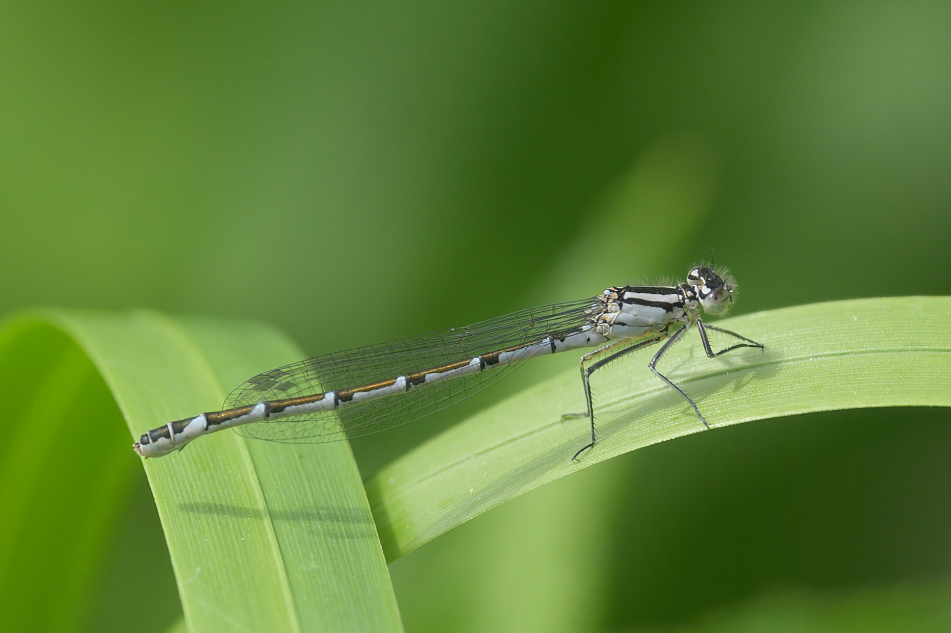 Almindelig vandnymfe