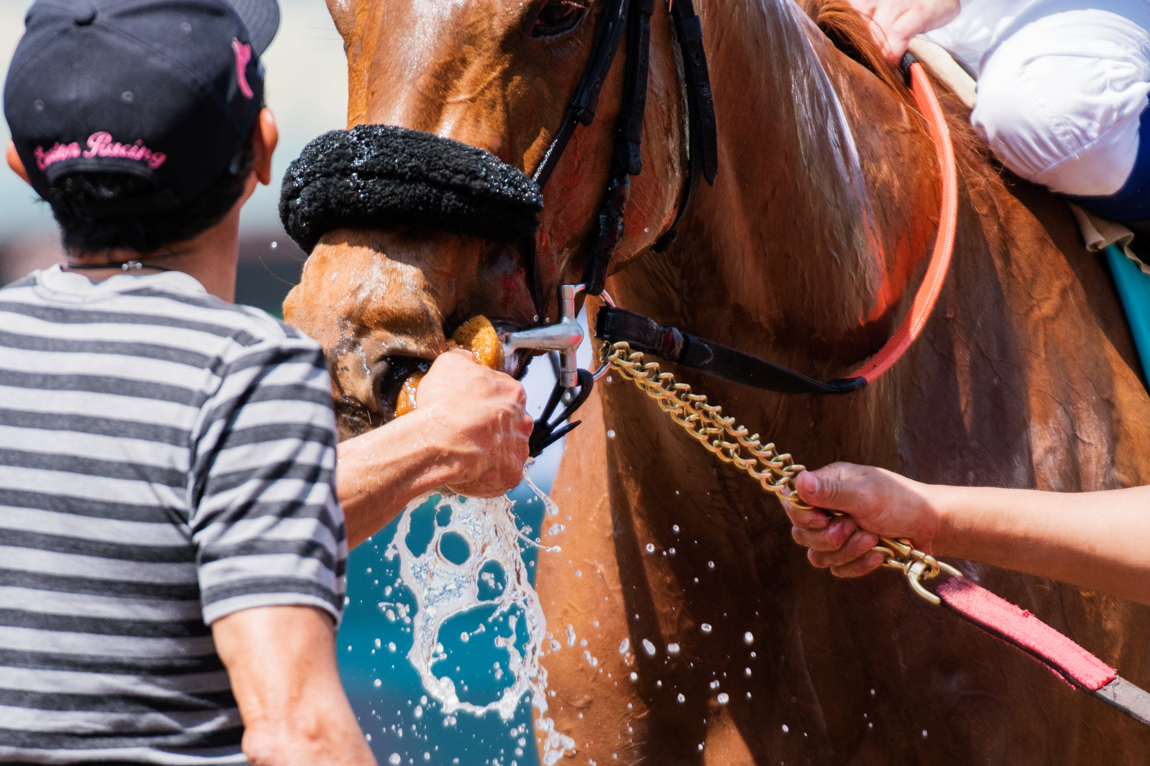 Staff at Santa Anita Park work to keep a horse cooled down after a race in Arcadia, Calif. on Apr. 27, 2018.
