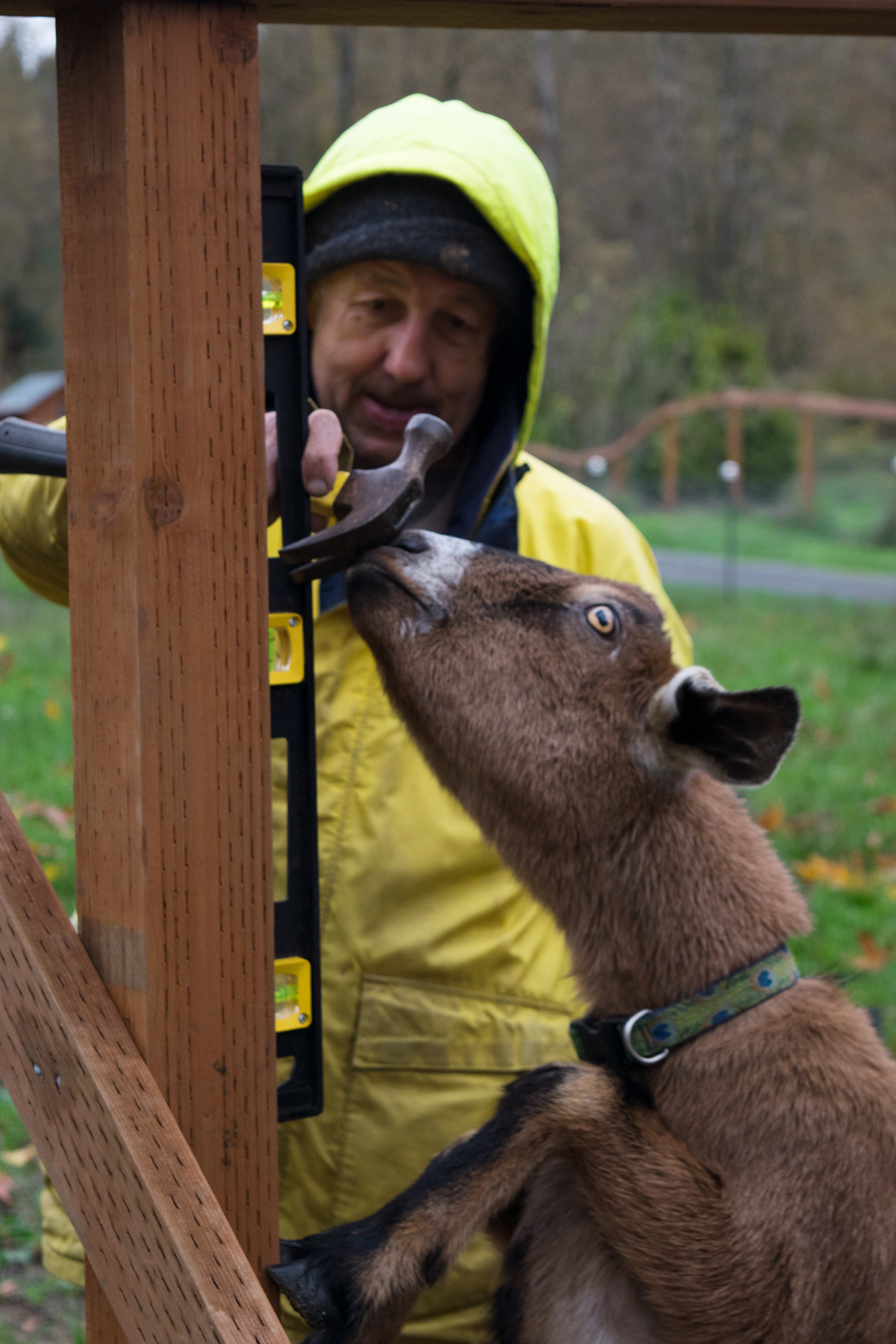 Byron Wilkes checks on the construction of the new goat ramp at Joplin’s Sanctuary & Animal Rescue on Oct. 31, 2015. Wherever Byron goes, the goats follow. 