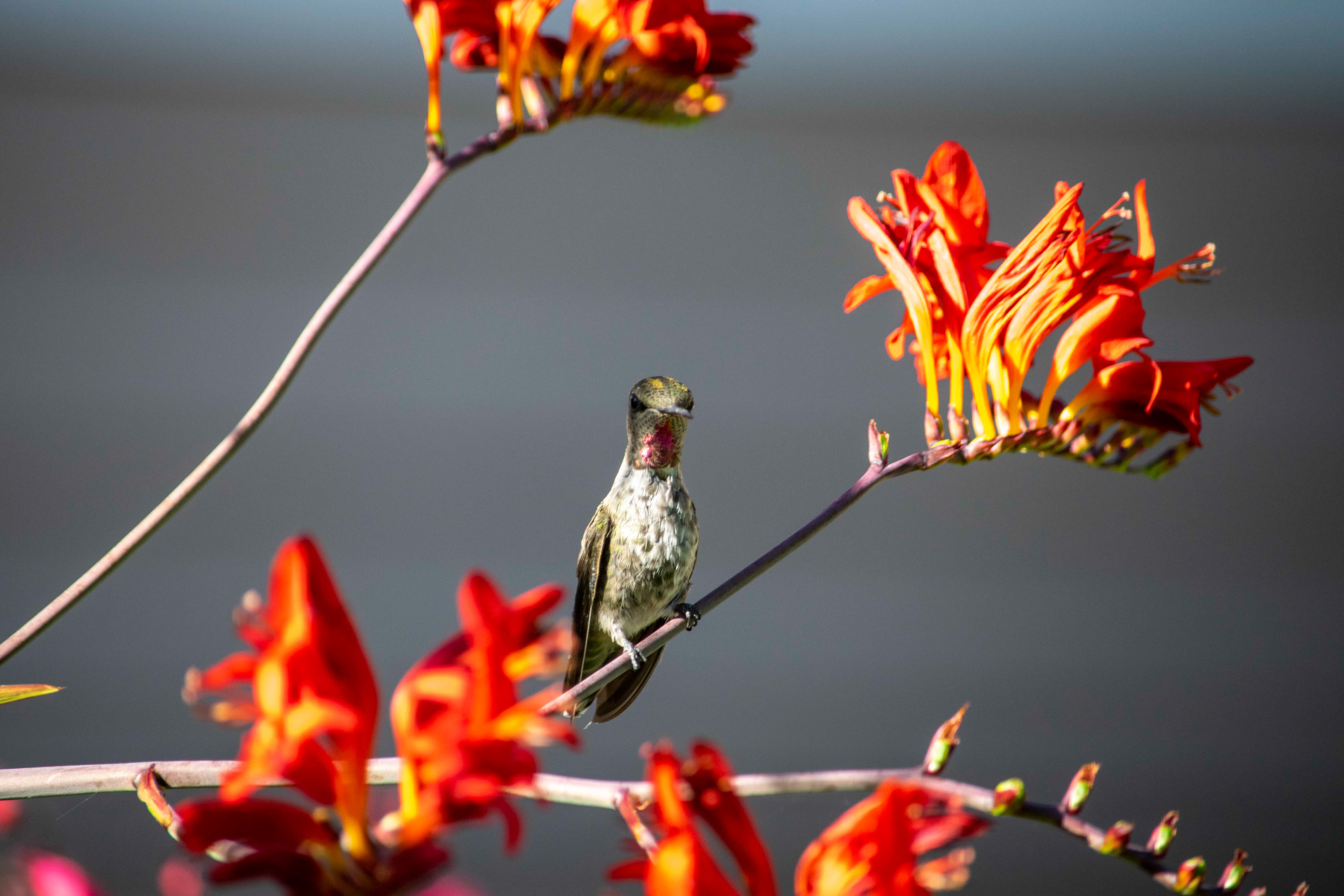 An Anna’s Hummingbird watches its surroundings while perched on a crocosmia flower on July 14, 2020.
