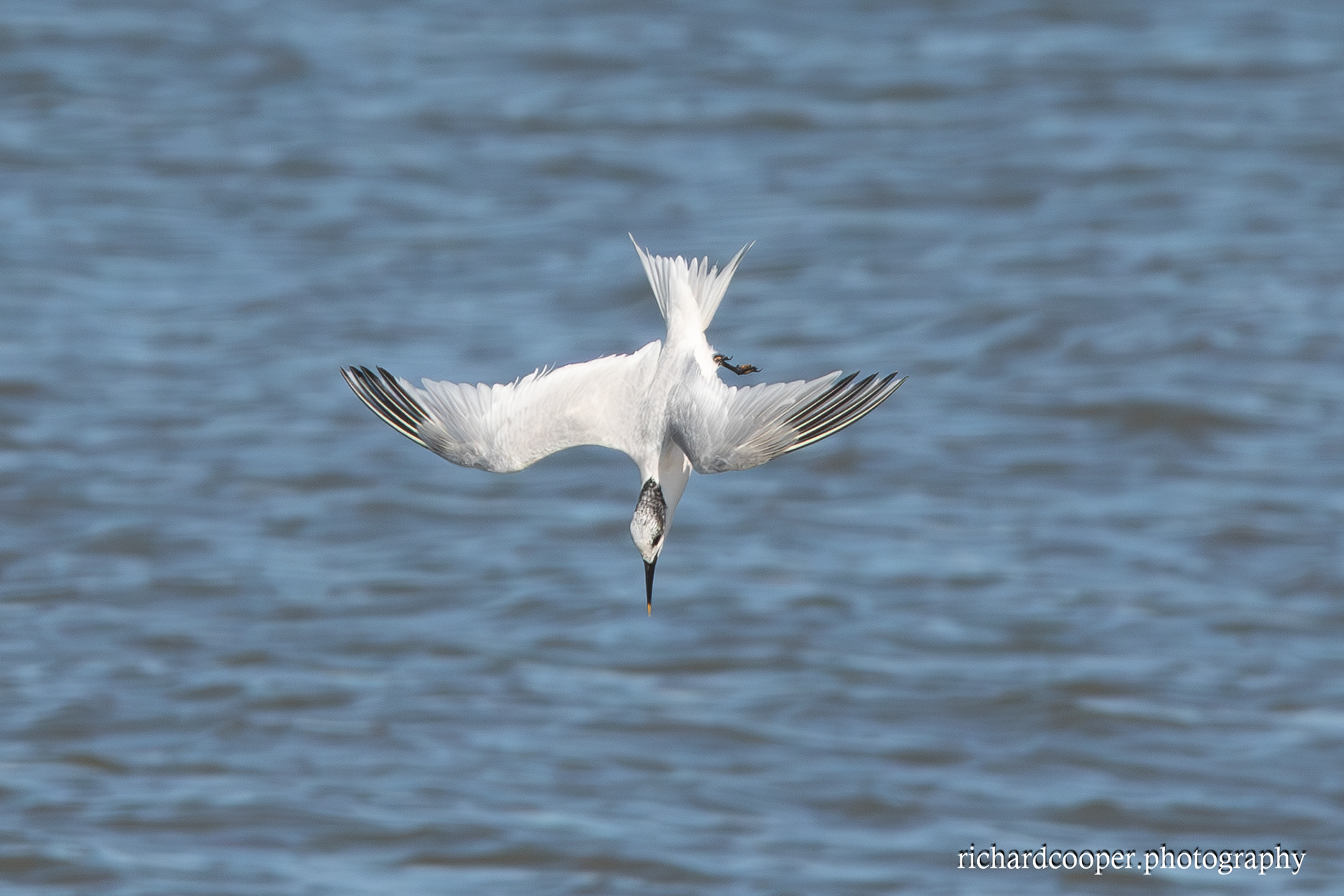 Sandwich Tern, Leasowe.