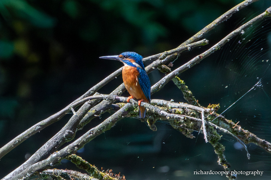 Kingfisher. Arrowe Park