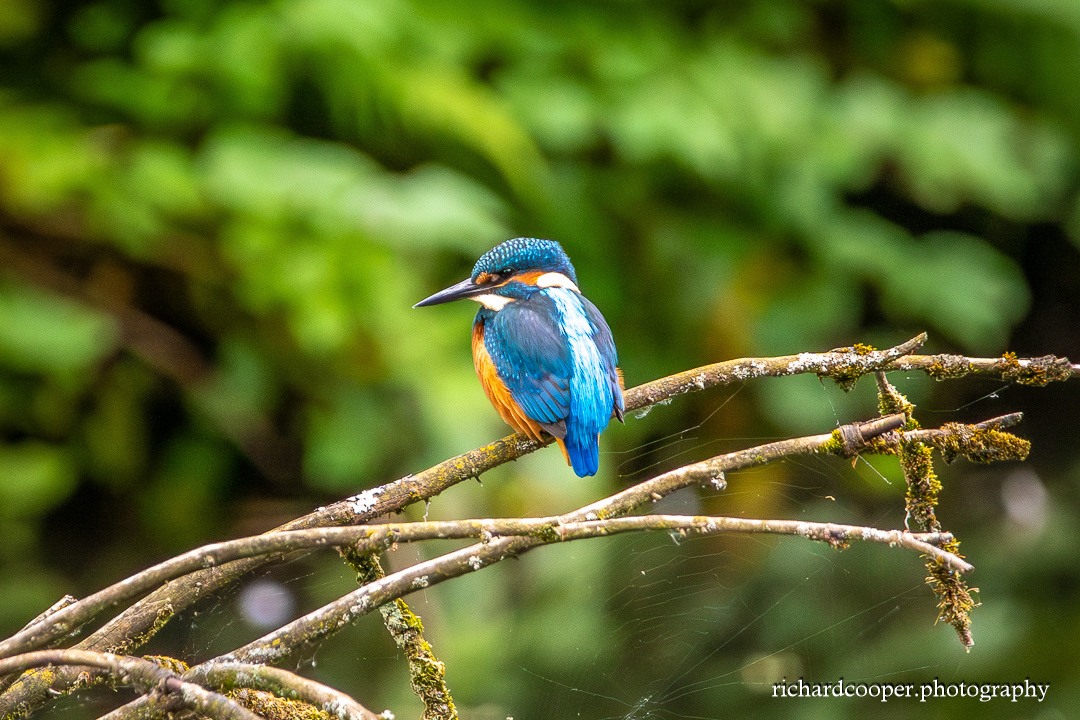 Kingfisher Arrowe Park