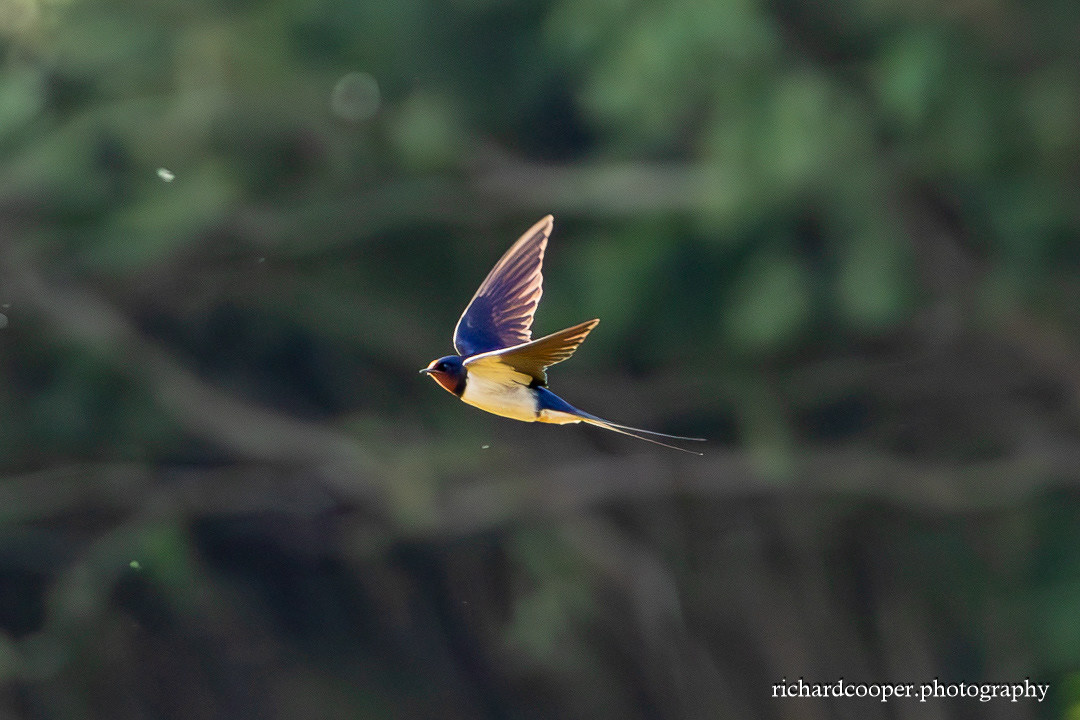 Barn Swallow