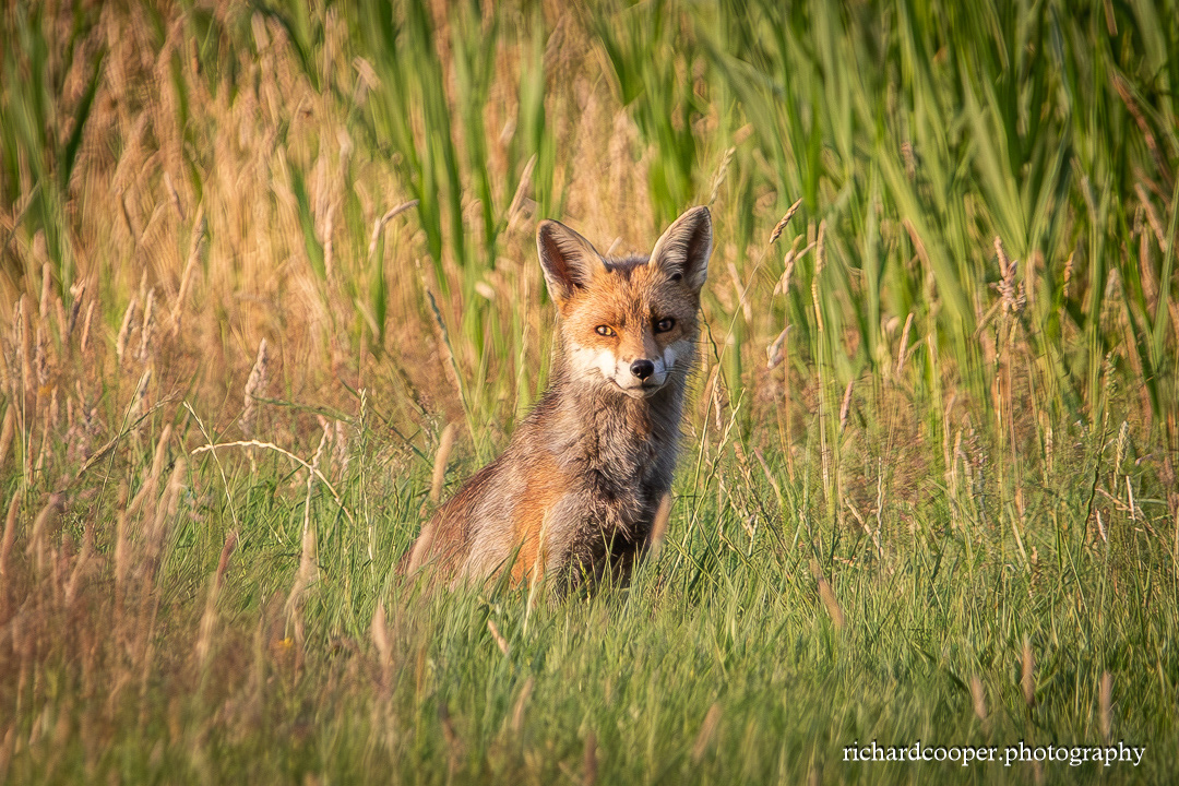 Fox at Leasowe