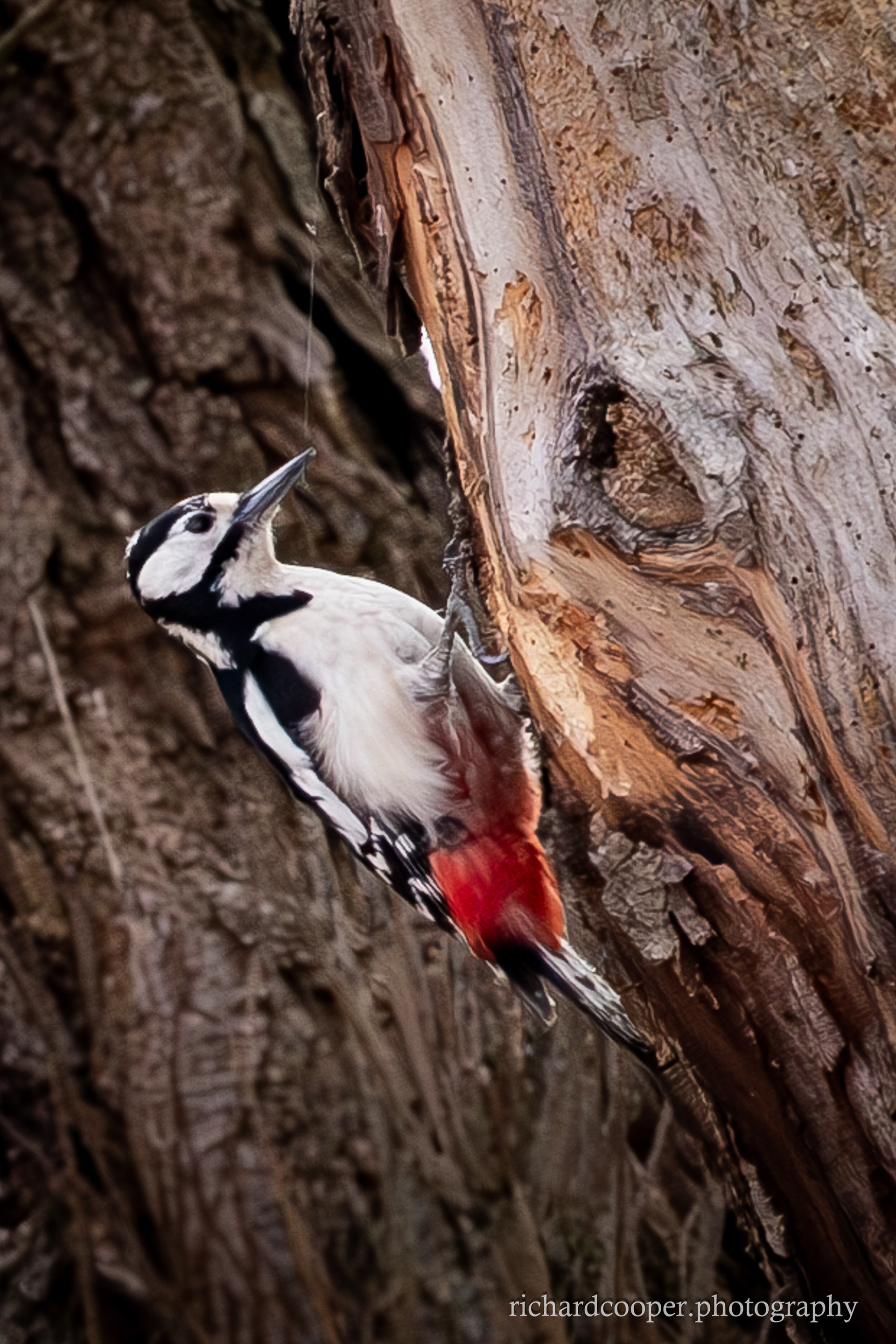 Woodpecker