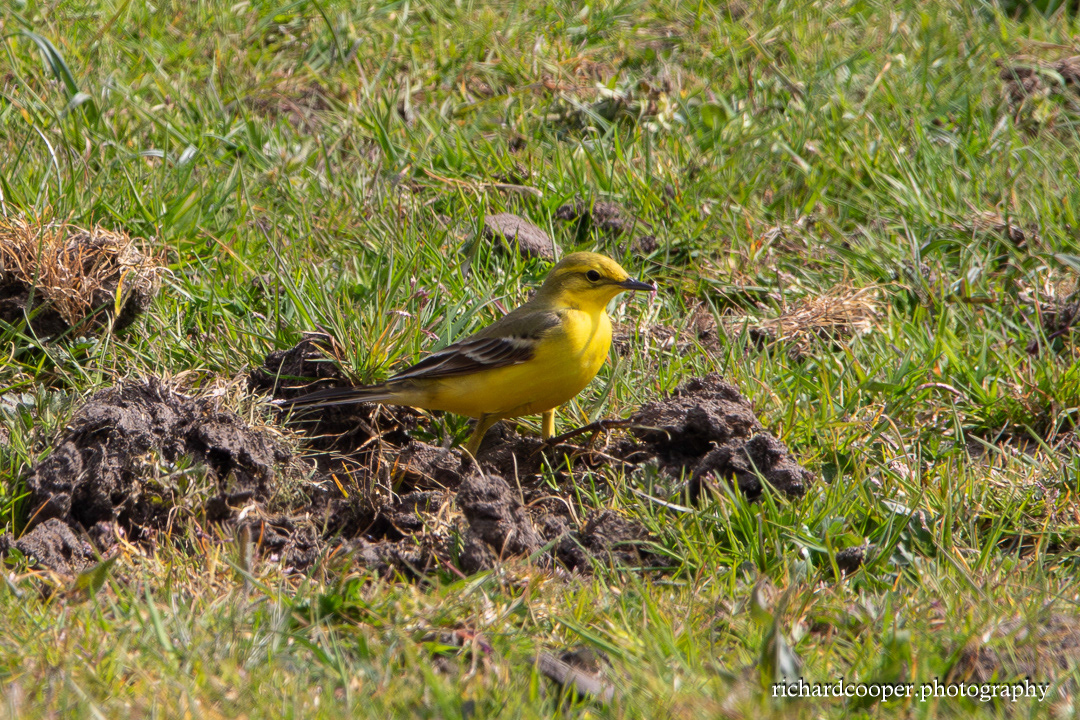 Yellow Wagtail. Kerr's Field, Leasowe