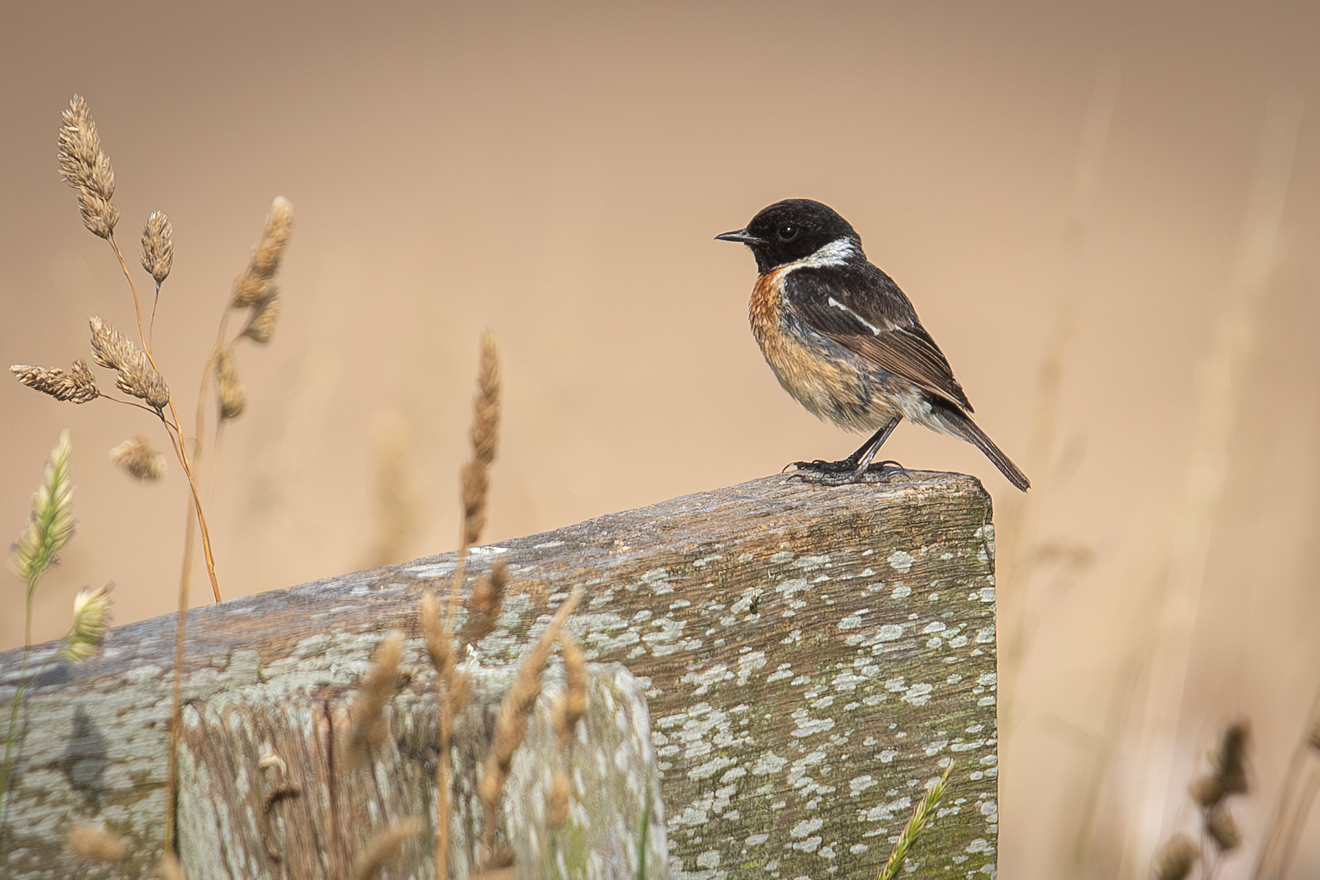 Stonechat - Leasowe Bay
