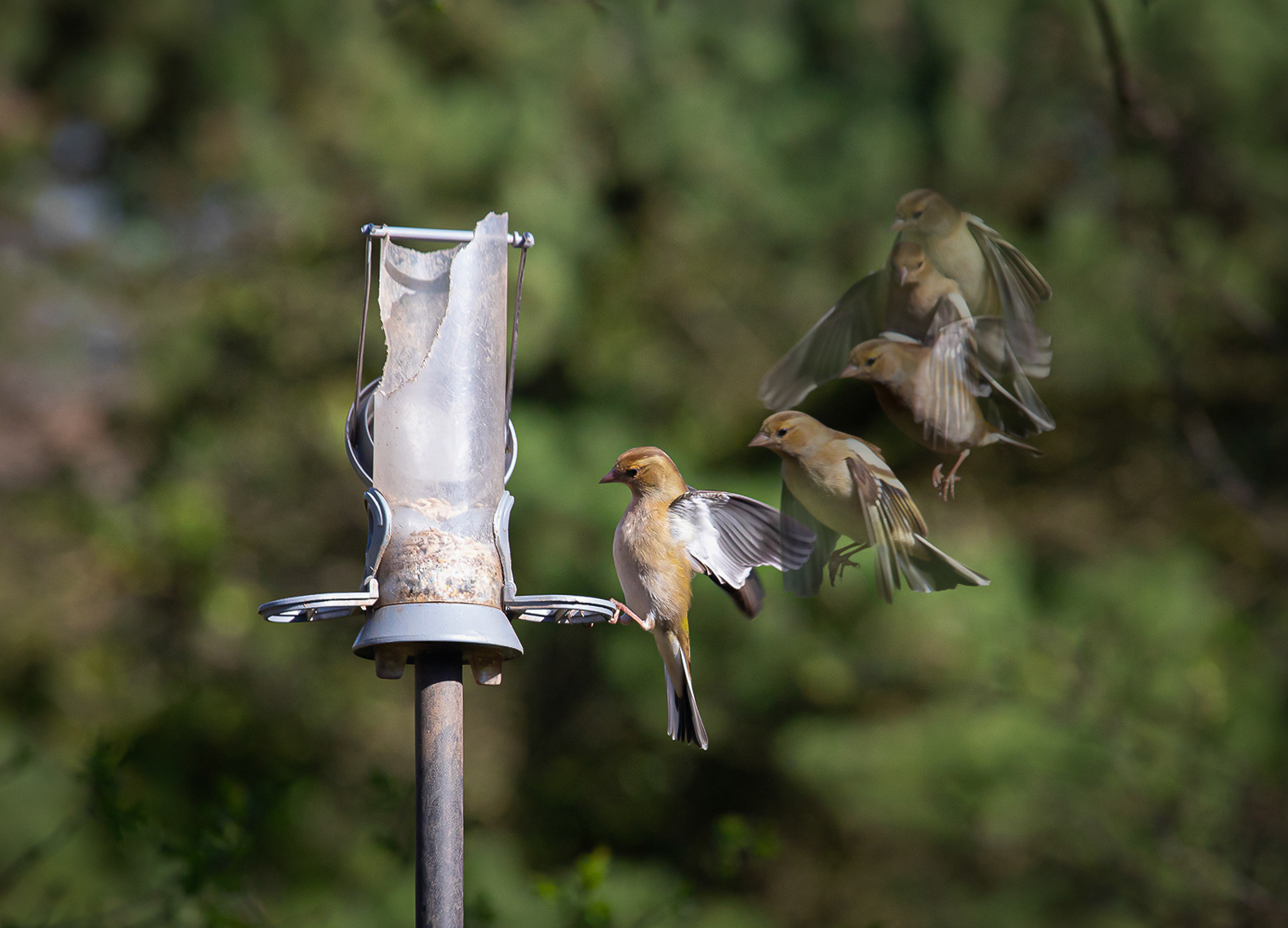 Greenfinch