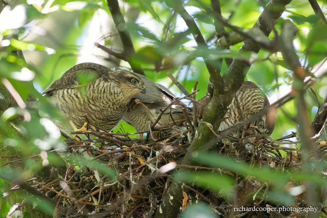 Sparrowhawk nest