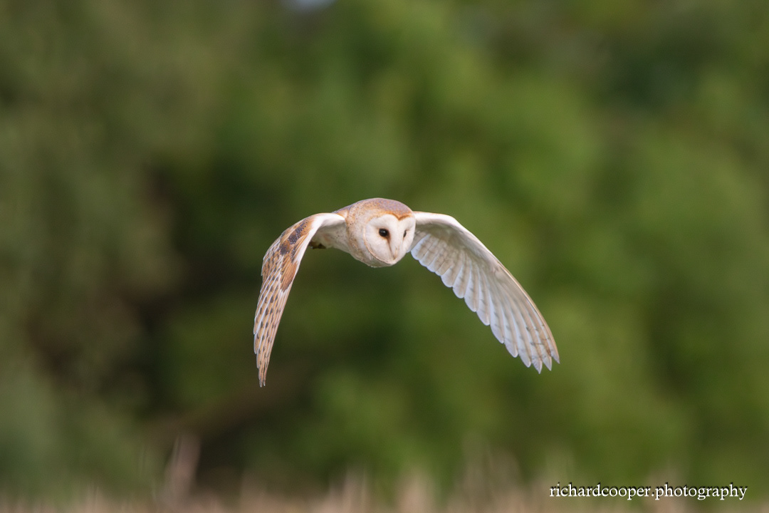 Barn Owl