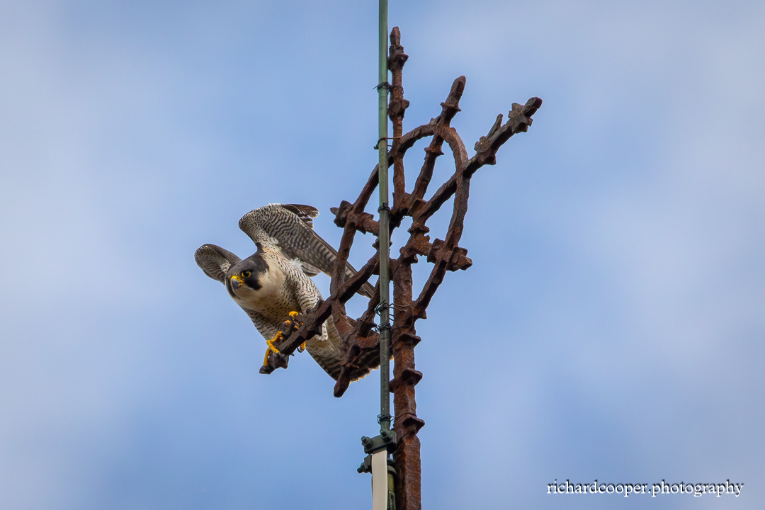 Peregrine Falcon
