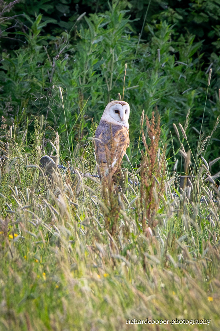 Barn Owl