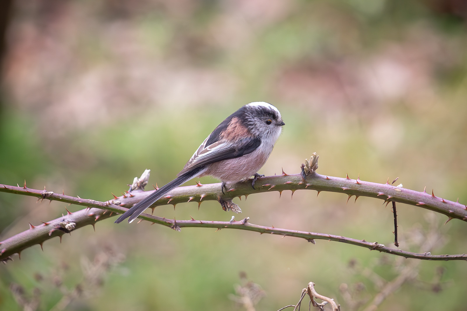 Long tailed tit. Burton Mere