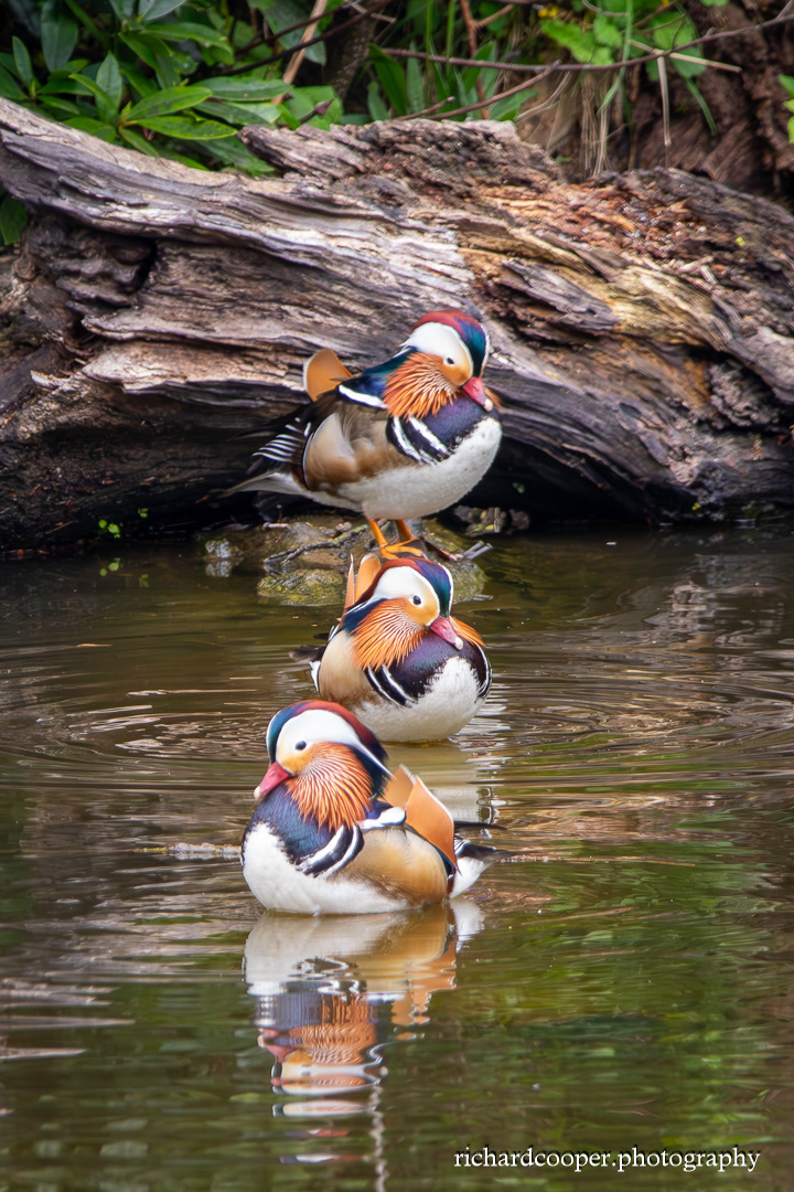 Mandarins at Arrowe Park