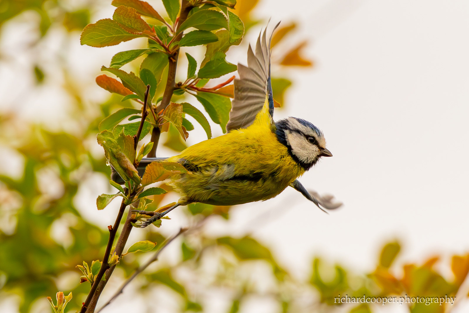 Bluetit