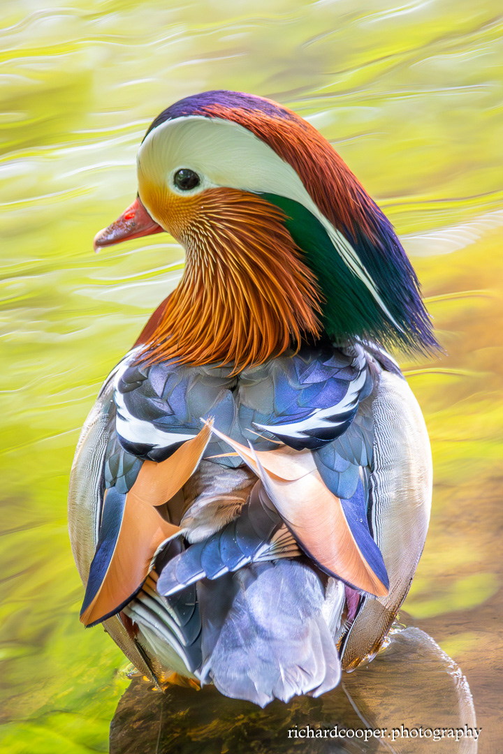 Mandarin. Arrowe Park
