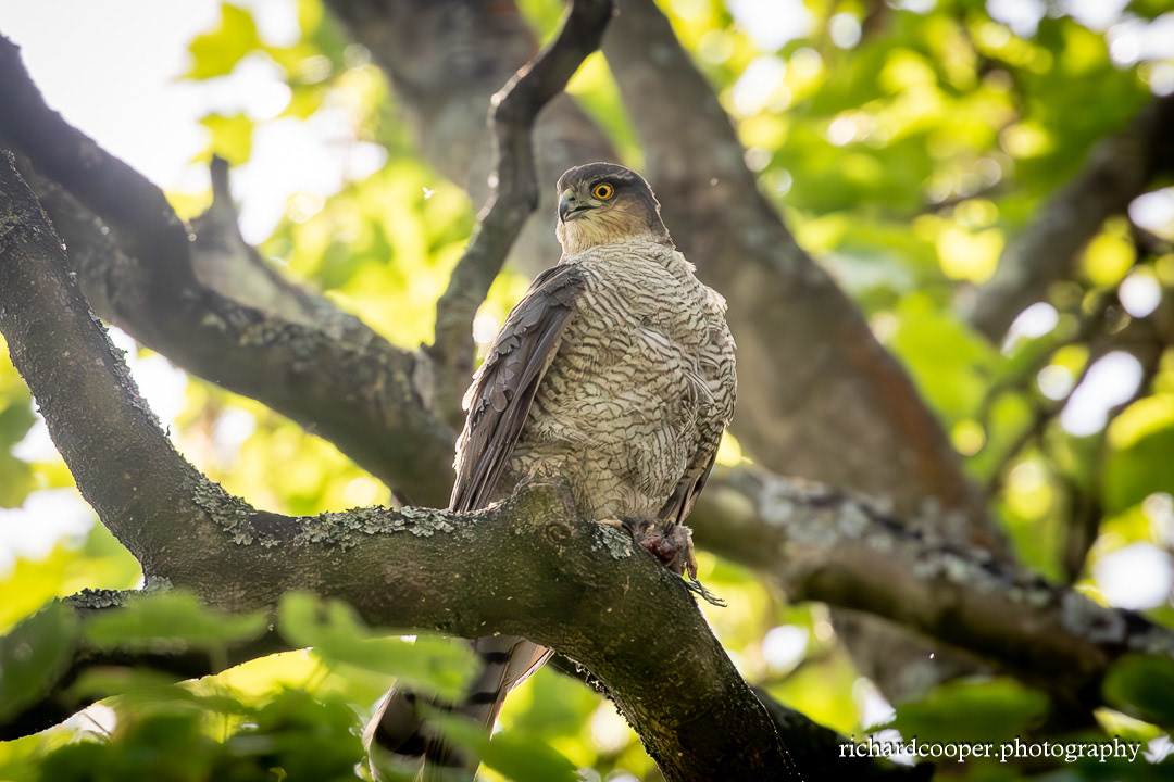 Sparrowhawk at Vale Park