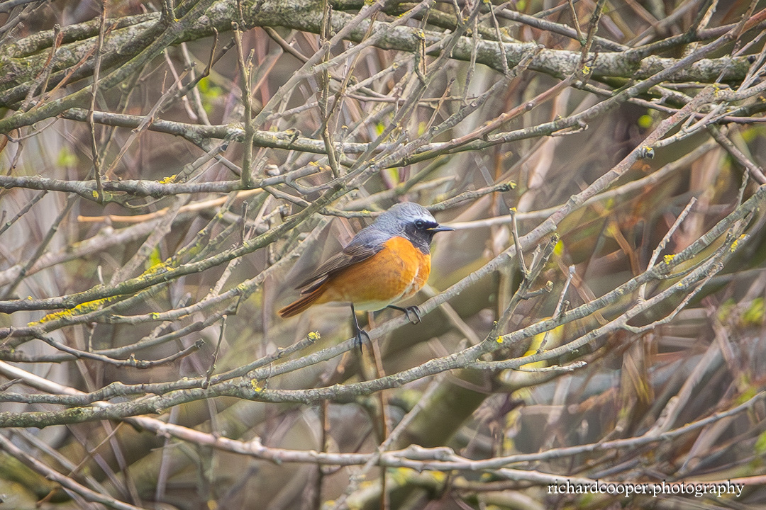 Redstart at Leasowe