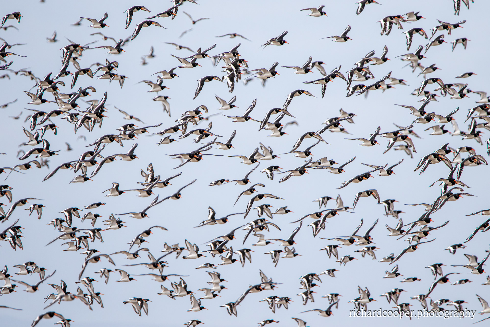 Oystercatchers, Meols.