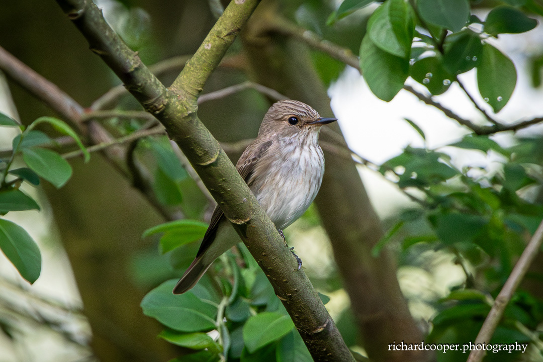 Spottted Flycatcher. Leasowe Lighthouse