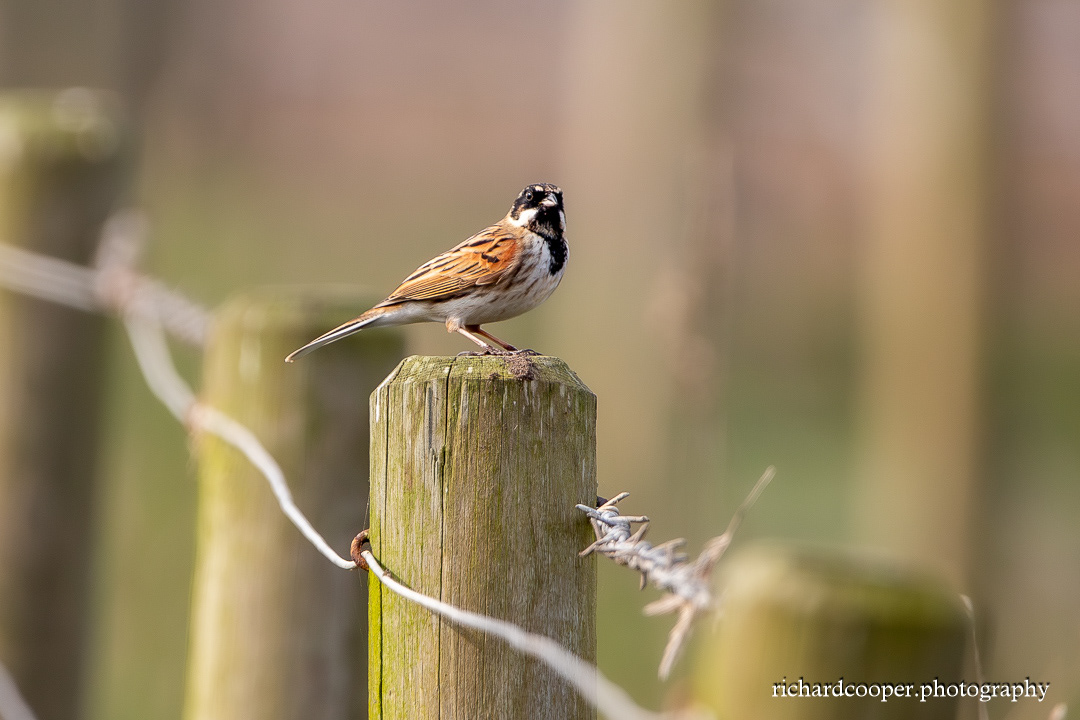 Reed Bunting at Leasowe