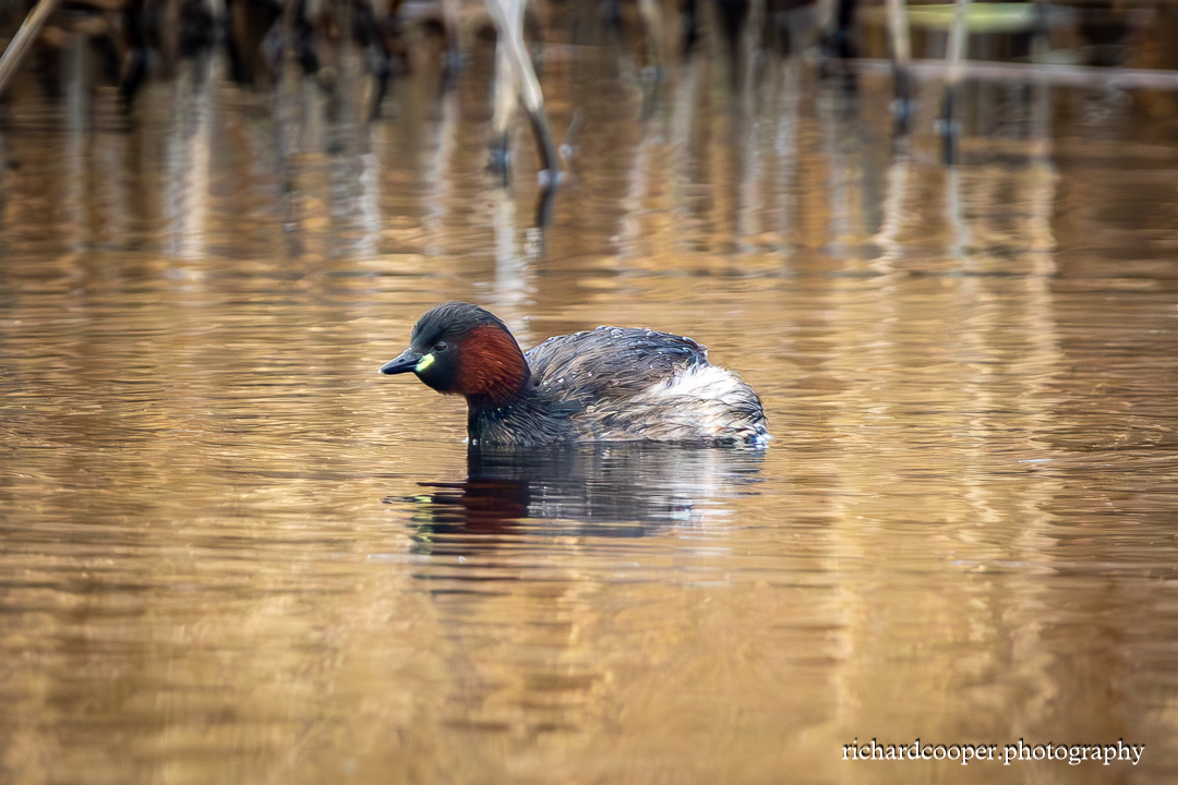 Little Grebe at Leasowe