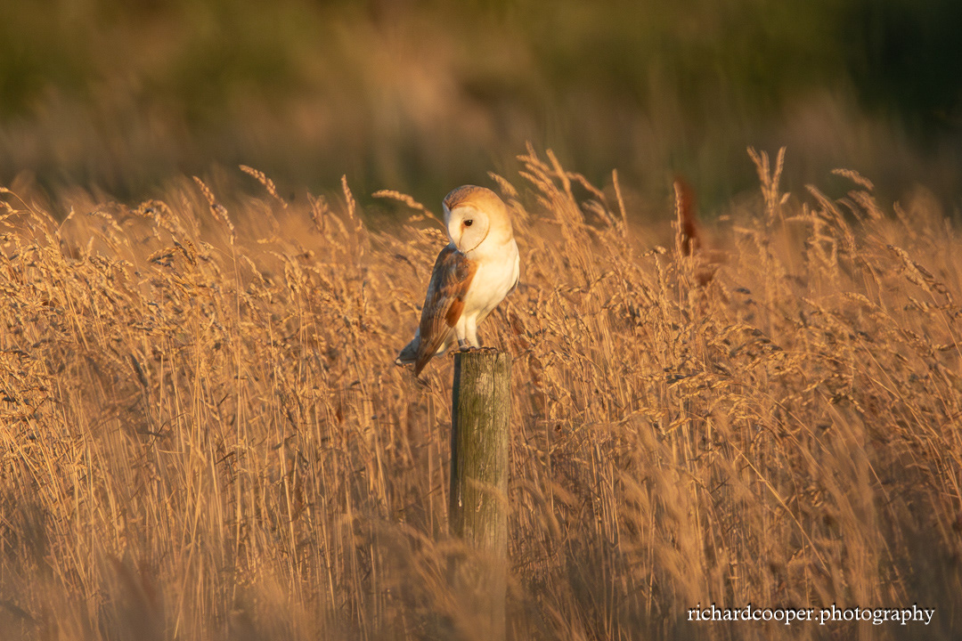 Barn Owl