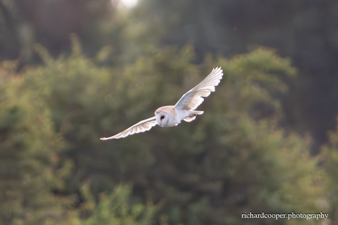 Barn Owl