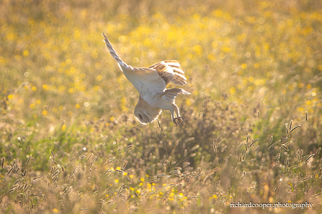 Barn Owl
