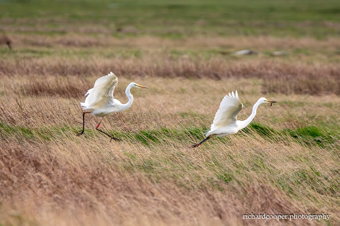 Great White Egrets. Neston