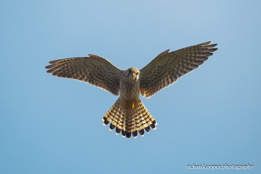 Kestrel At Leasowe