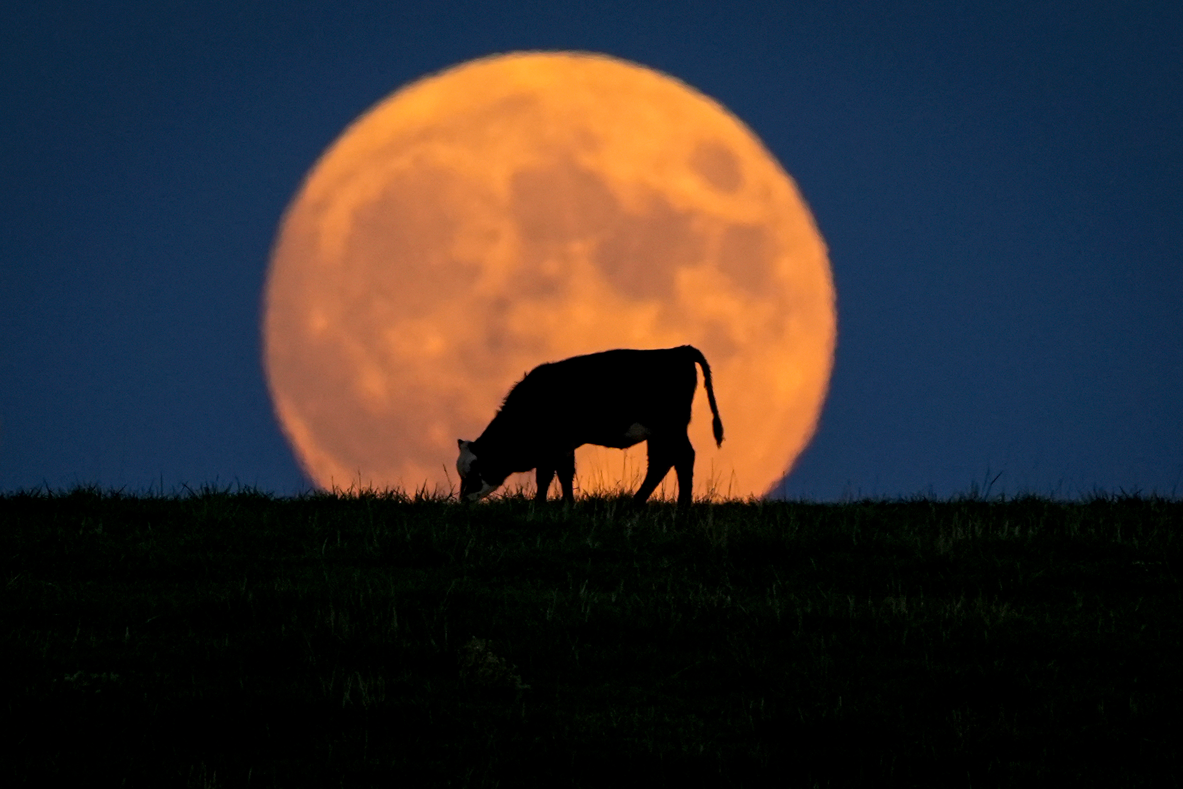 A young cow grazes as the near-full Harvest Moon rises over a hilltop pasture in Massena, Iowa, on Thursday, September 28, 2023.