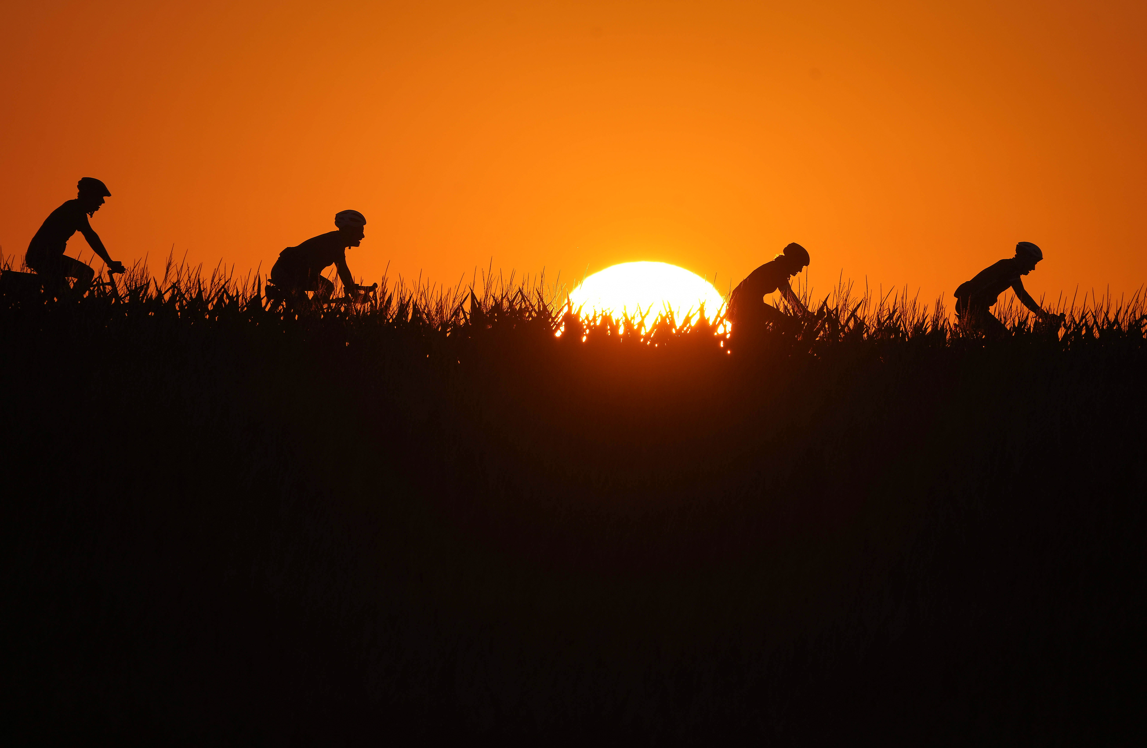 Cyclists make their way along the route as the sun rises outside of Iowa City during RAGBRAI on Saturday, July 29, 2023.