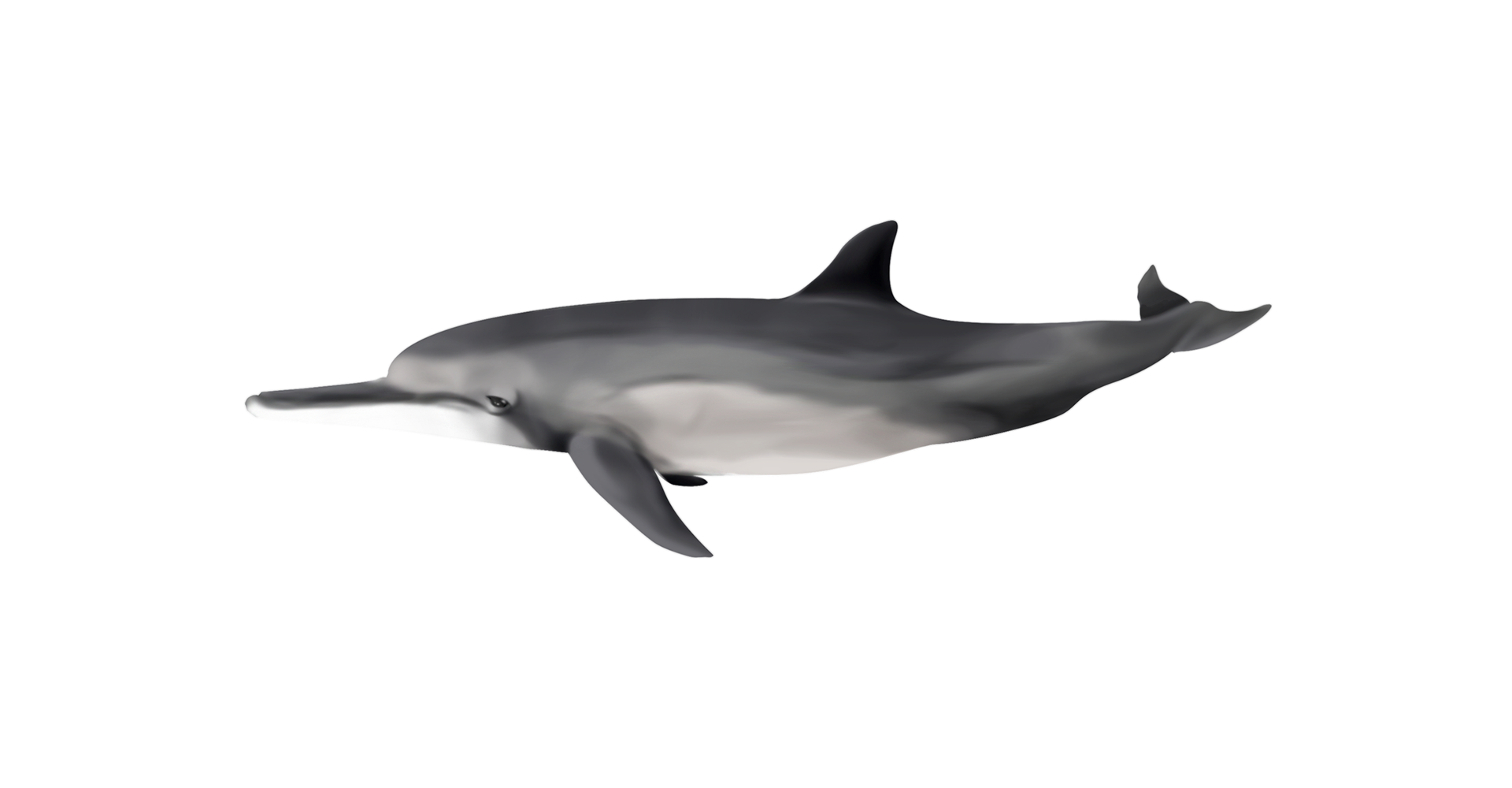 dauphin long bec