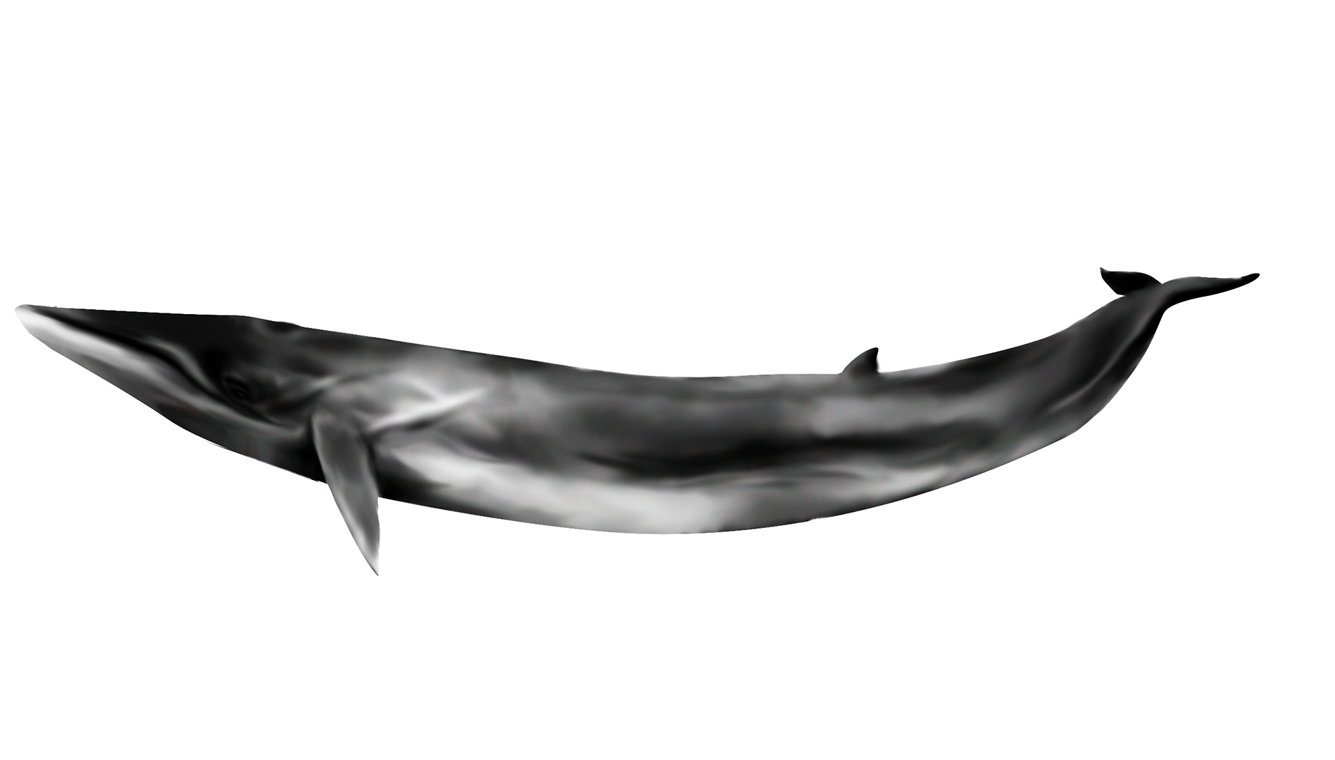rorqual commun