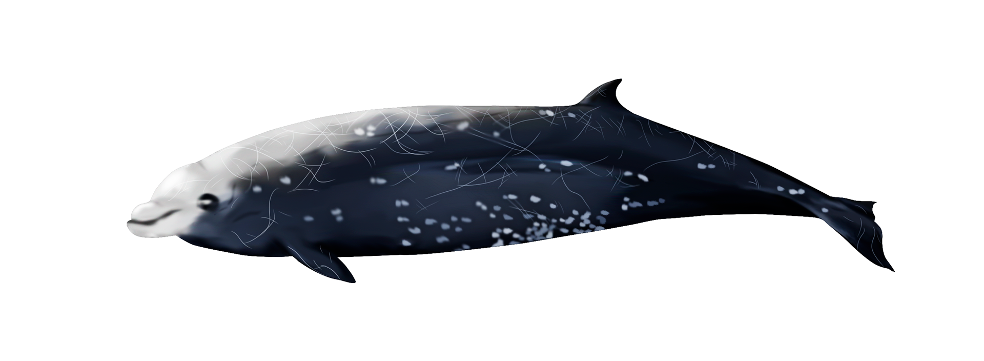 baleine à bec de cuvier