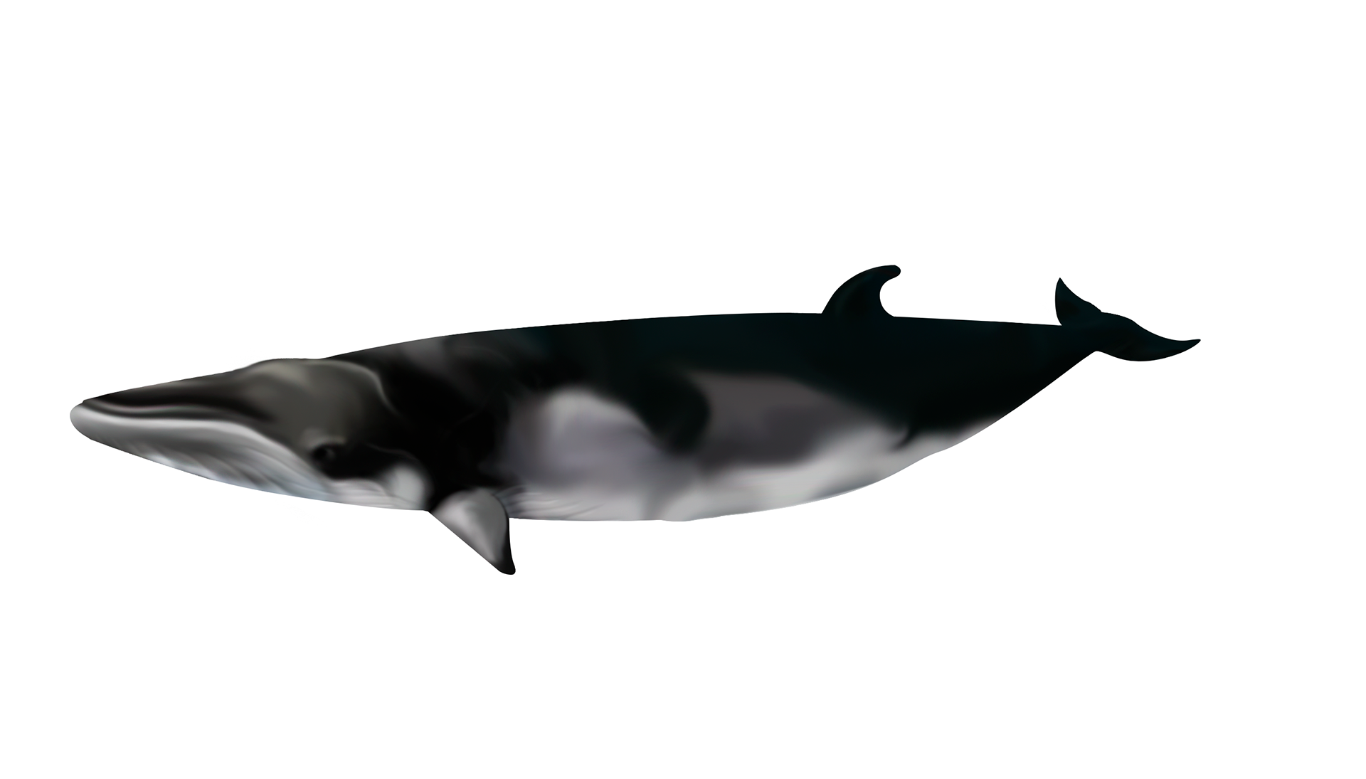 petit rorqual