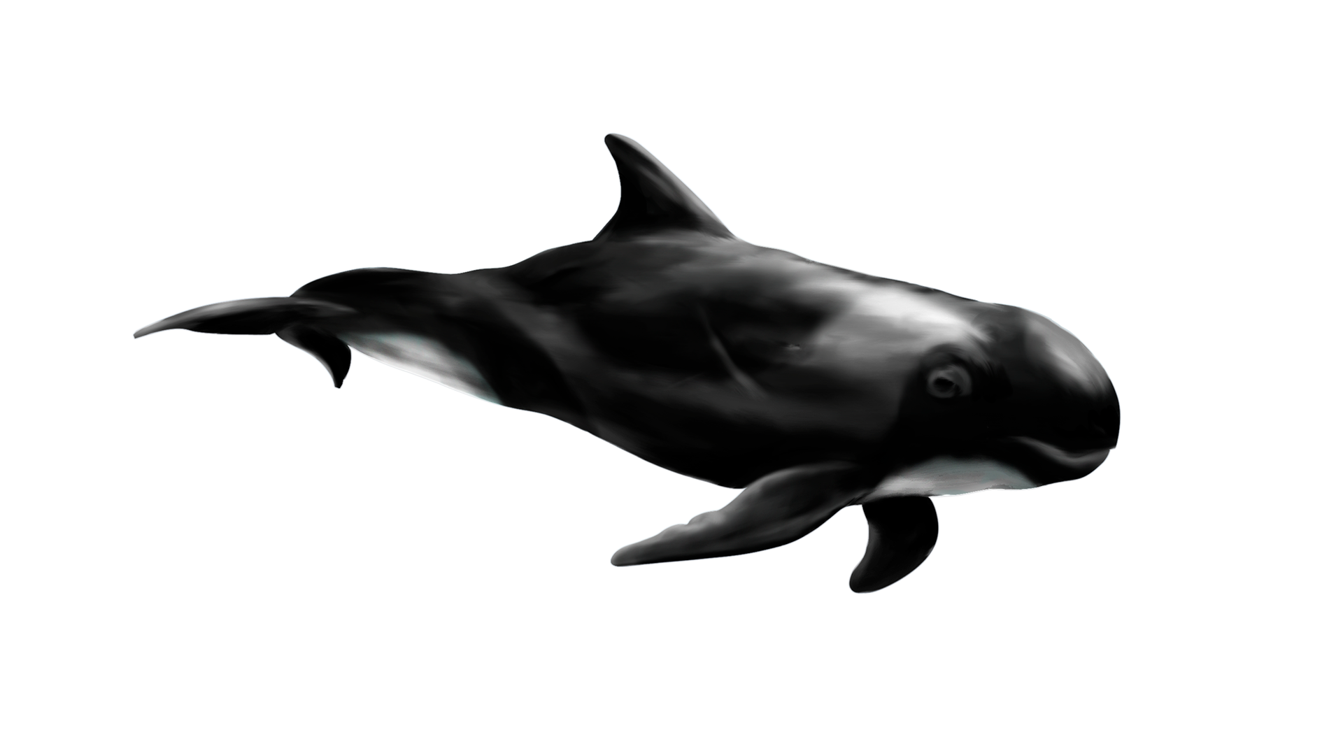 dauphin d'électre