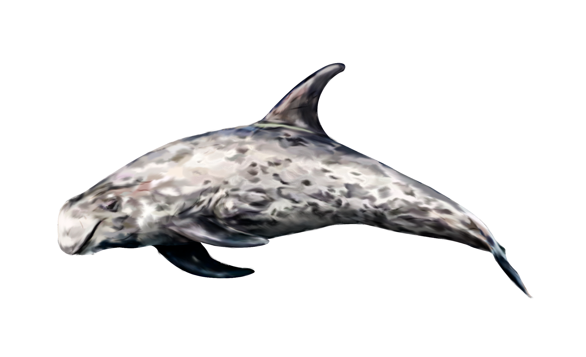 dauphin de risso