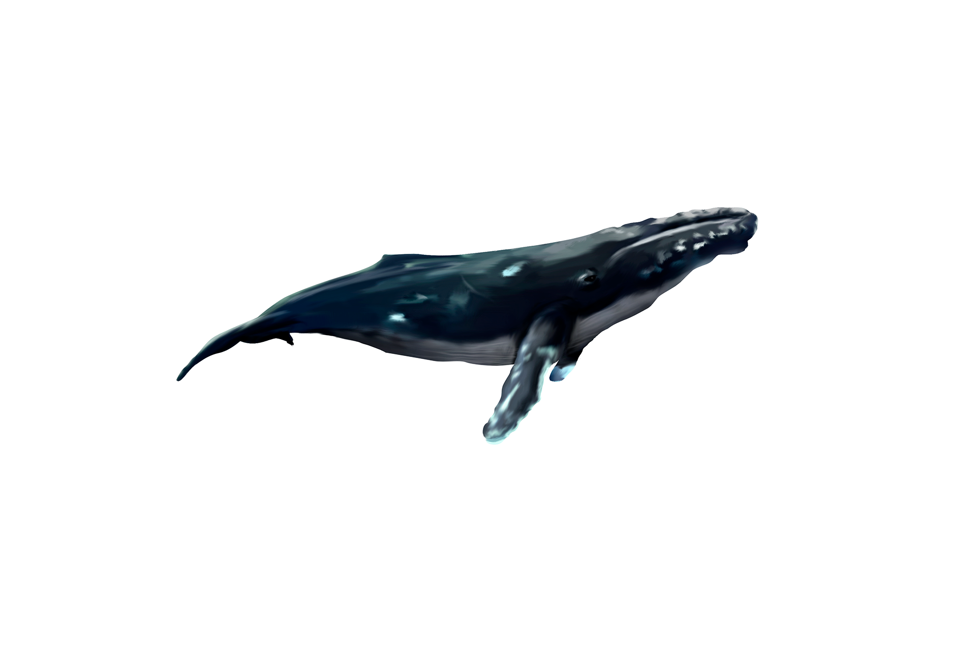 baleine à bosse