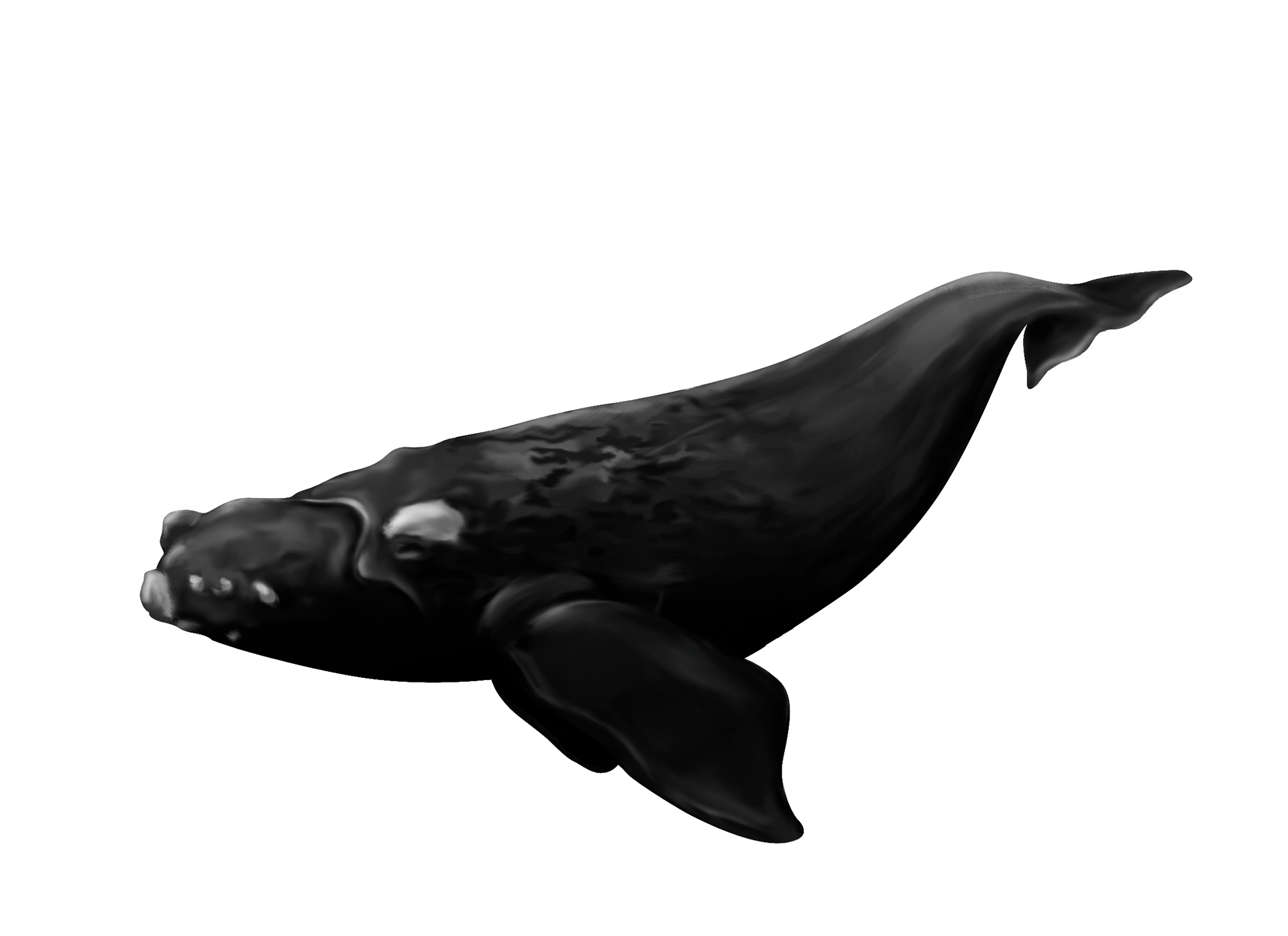 baleine franche australe