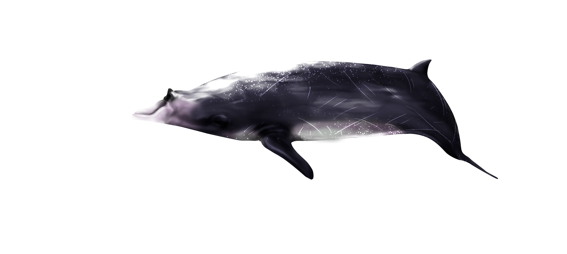 baleine à bec de Blainville