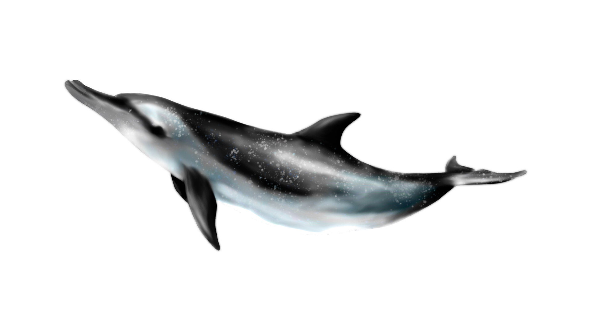 dauphin tacheté tropical