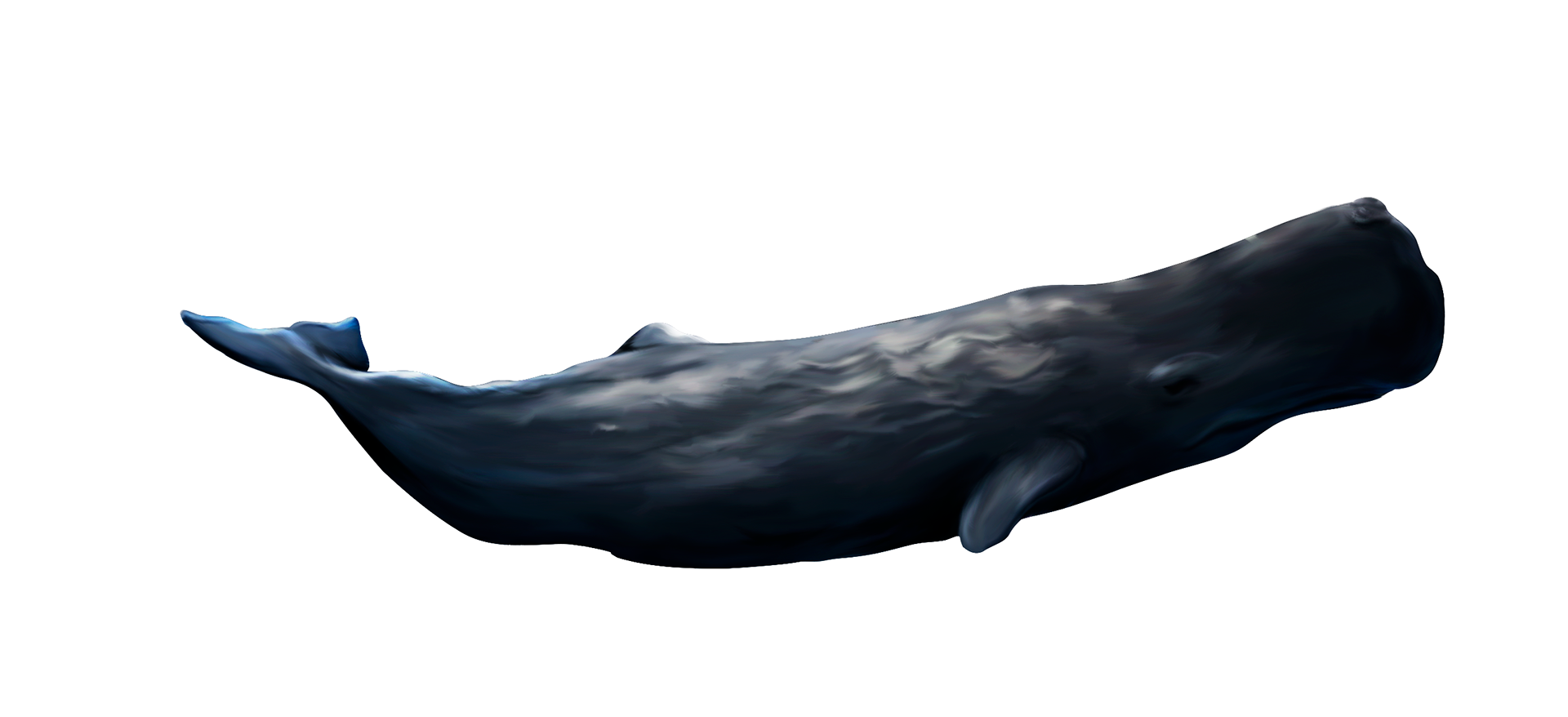 cachalot