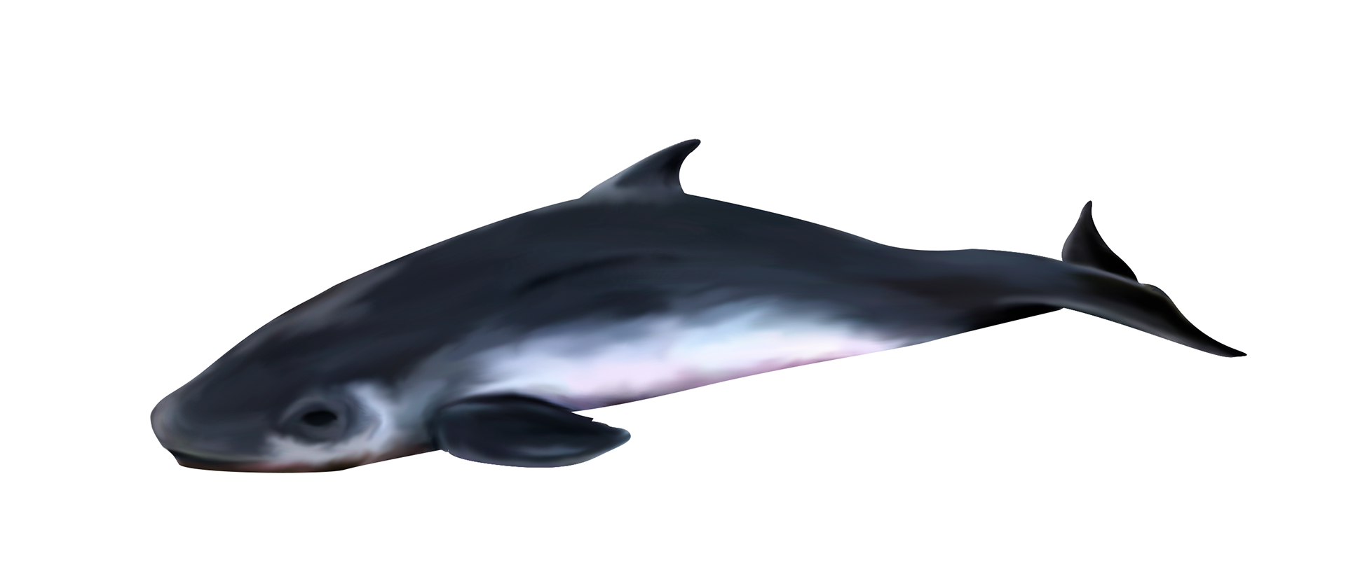cachalot nain