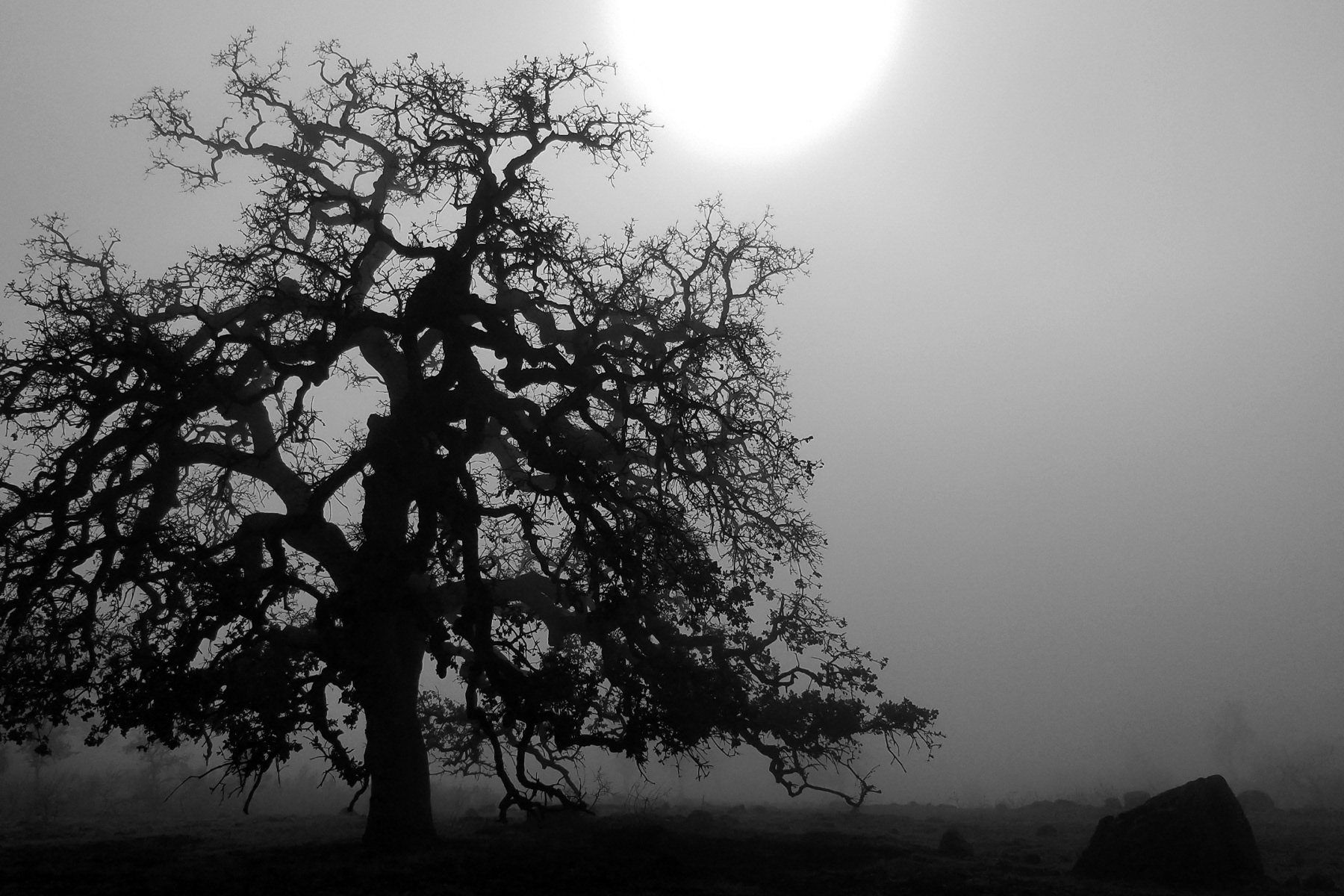 Stephen Gerteisen, Upper Bidwell, CA 2025