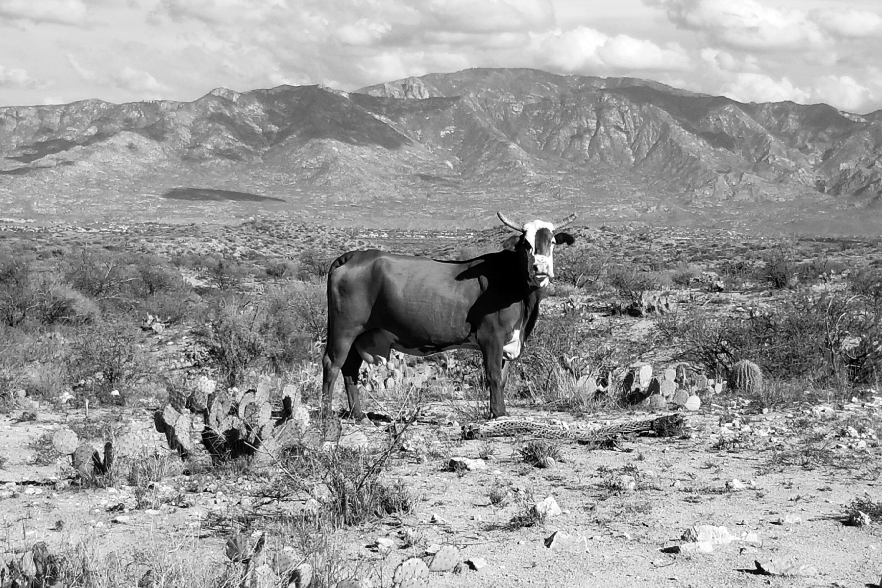 Stephen Gerteisen, Cochise Springs, AZ  2025