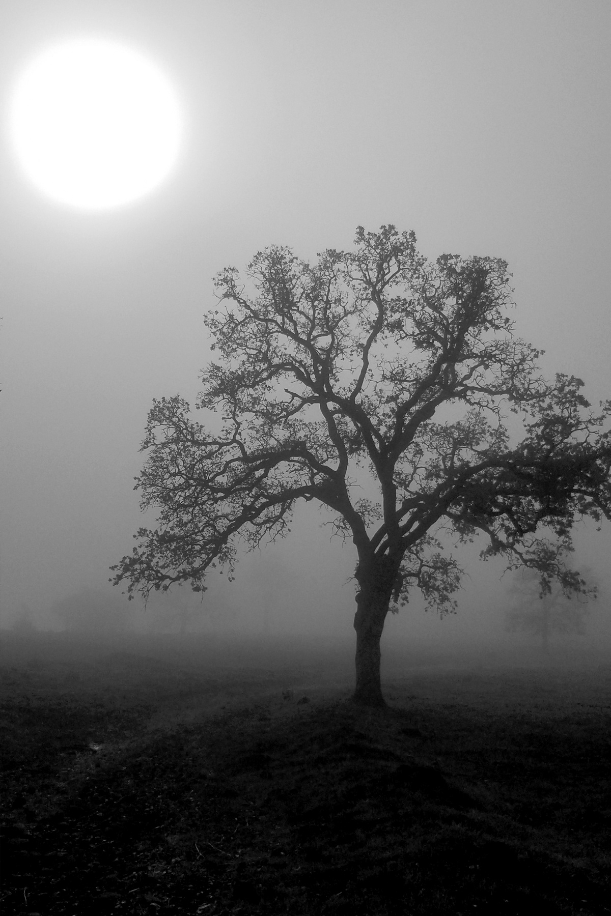 Stephen Gerteisen, Upper Bidwell, CA 2025